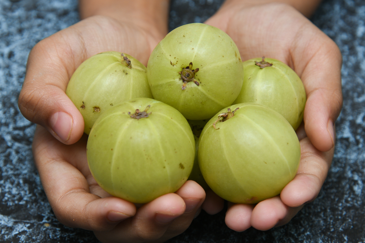 Amla - Die zellverjüngende indische Stachelbeere